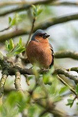 Pinson des arbres,. mâle, Fringilla coelebs, Common Chaffinch