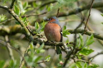 Pinson des arbres,. mâle, Fringilla coelebs, Common Chaffinch