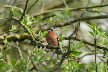 Pinson des arbres,. mâle, Fringilla coelebs, Common Chaffinch
