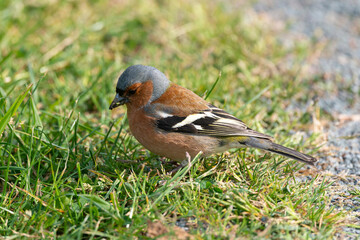 Pinson des arbres,. mâle, Fringilla coelebs, Common Chaffinch