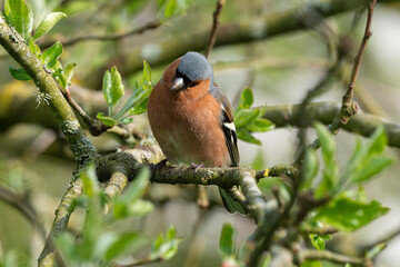 Pinson des arbres,. mâle, Fringilla coelebs, Common Chaffinch