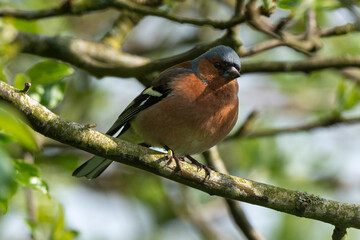 Pinson des arbres,. mâle, Fringilla coelebs, Common Chaffinch