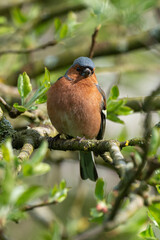 Pinson des arbres,. mâle, Fringilla coelebs, Common Chaffinch