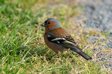 Pinson des arbres,. mâle, Fringilla coelebs, Common Chaffinch