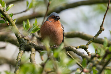 Pinson des arbres,. mâle, Fringilla coelebs, Common Chaffinch