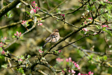 Pinson des arbres,. femelle, Fringilla coelebs, Common Chaffinch