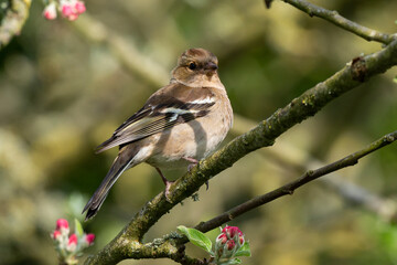 Pinson des arbres,. femelle, Fringilla coelebs, Common Chaffinch