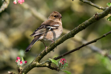 Pinson des arbres,. femelle, Fringilla coelebs, Common Chaffinch