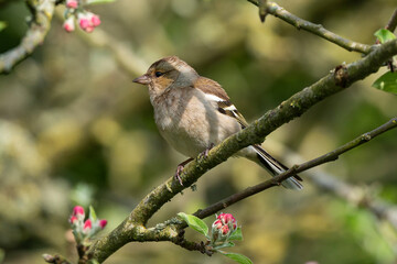 Pinson des arbres,. femelle, Fringilla coelebs, Common Chaffinch