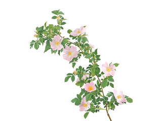 Branch of wild dog rose with pink flower isolated on white