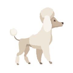 Dog breed poodle. Cute funny cartoon domestic pet character flat  illustration. Human friend home animal