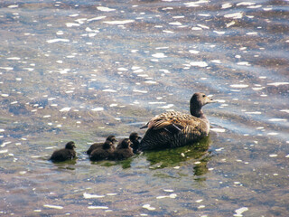 Eider mother swimming on sea with babies.