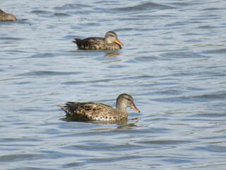 Gadwalls swimming on blue water.