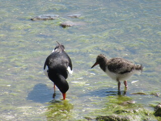 Oystercatcher mom teaching its baby to fish at seashore.