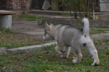 alaskan malamute on vaca..