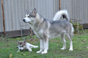 alaskan malamute on vaca..