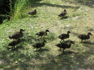 Mother mallard leading its babies in a formation on grass.