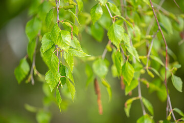 Birch close-up as a background. Birch leaves, branches and bark as a concept of birch sap.