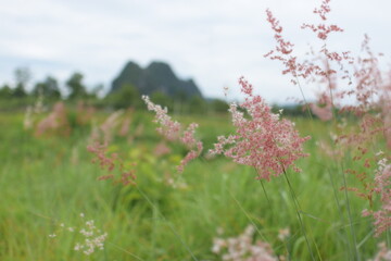 flowers in the meadow.
