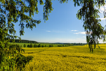 see through tree branches on landscape with yellow rape field, meadows and forests