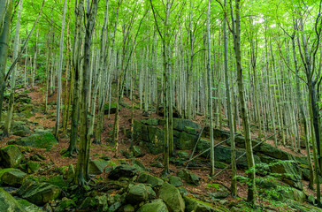 Obraz premium rocks on mountain hillside in beech forest