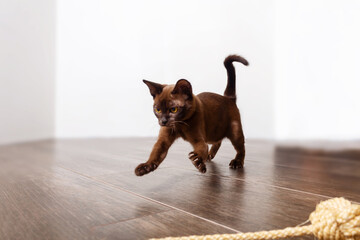 Playful adorable burmese kitten playing with rope. 