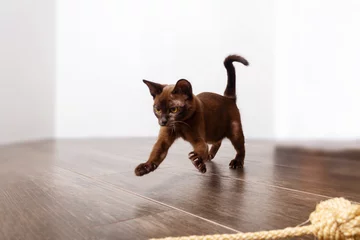 Playful adorable burmese kitten playing with rope.  © Antibydni