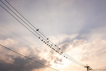 夕暮れ　電線に集まるカラス