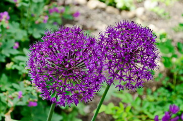 Close-up on Purple Allium flowerhead decorative onion, Sofia, Bulgaria  