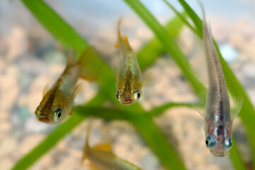 Gold and silver Colored Japanese Breeding Ricefish(Medaka), close up macro photography.