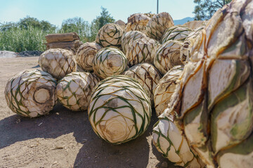 Fototapeta na wymiar agave pineapples stacked for the elaboration of mezcal