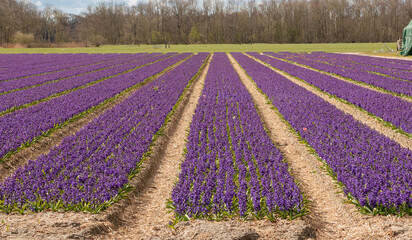 Flowers in spring at Keukenhof Lisse, Netherlands, Holland