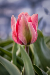 Flowers in spring at Keukenhof Lisse, Netherlands, Holland