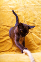 Playful burmese kitten playing with rope. Vertical.