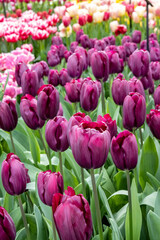 Flowers in spring at Keukenhof Lisse, Netherlands, Holland