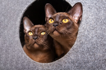 Two burmese kittens looking from their house.
