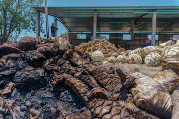 cooked Pineapple Agave To Make Mezcal