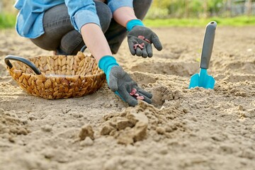 Close-up of hand in gardening gloves planting beans in ground using shovel