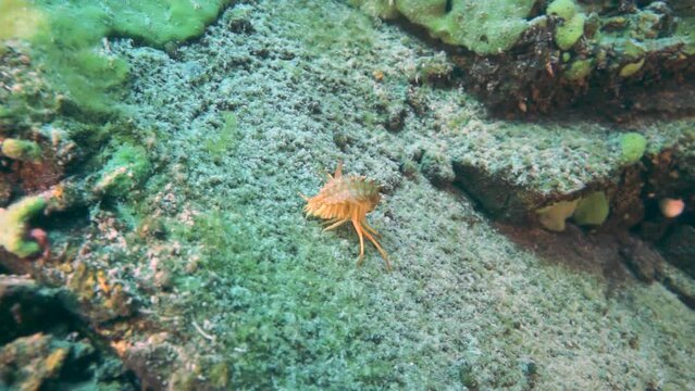Macro shooting crayfish Acanthogammarus deep underwater in animal world of peculiar wild nature of Lake Baikal in Siberia Russia.