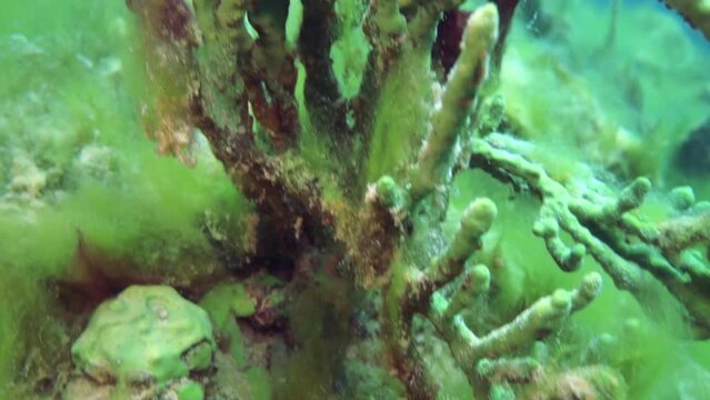 Macro shooting crayfish Acanthogammarus deep underwater in animal world of peculiar wild nature of Lake Baikal in Siberia Russia.