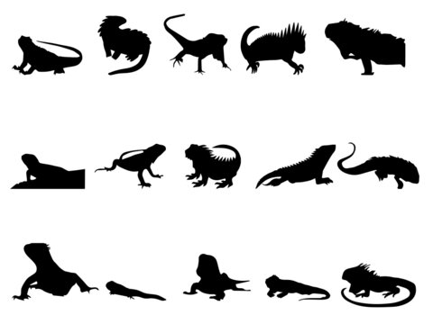 Iguana Vector. silhouette iguana vector. Vector iguana royalty-free images. Iguana black sign stock vector