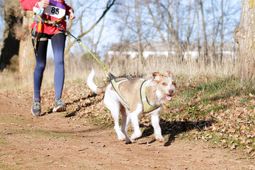 Dog and woman taking part in a popular canicross race.