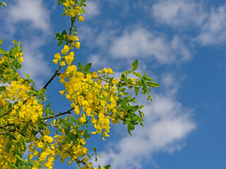 Blühender Goldregen, Laburnum, im Frühling