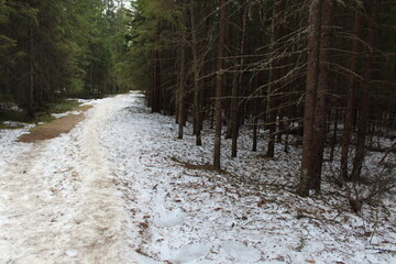 landscape of a coniferous forest in spring with a snow-covered path in spring