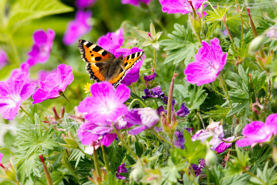 A Small Tortoiseshell butterfly (Aglais urticae) feeding on the flowers of Geranium sanguineum in late spring.