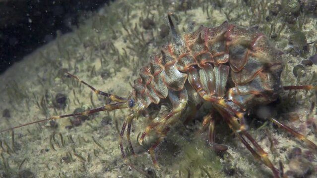 Macro shooting crayfish Acanthogammarus deep underwater in animal world of peculiar wild nature of Lake Baikal in Siberia Russia.