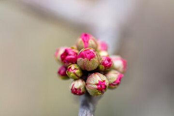 flowering plum flower buds are in the botanical garden, North China