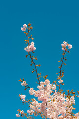 Kirschblüte im Frühling