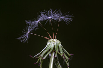 Dandelion seeds are in the wild, North China