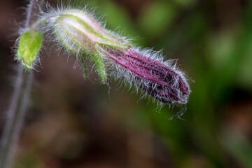 The flowers of Radix Rehmanniae in the wild, North China